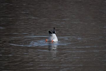 funny duck butt