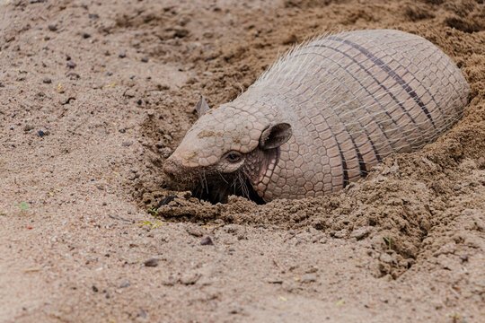 Brazilian armadillo on land in the hinterland of Bahia