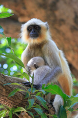 langur monkey with baby in India 
