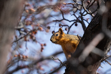Naklejka na ściany i meble squirrel climbing tree in the backyard