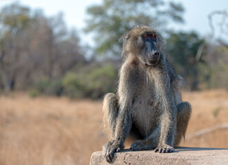 baboon sitting on a rock