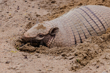 Brazilian armadillo on land in the hinterland of Bahia