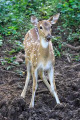 young deer with surprised expression in India 