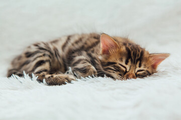 Cute dark grey charcoal bengal kitten on a furry white blanket.