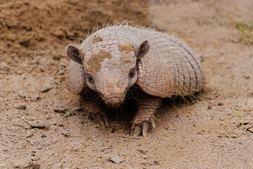 Brazilian armadillo on land in the hinterland of Bahia