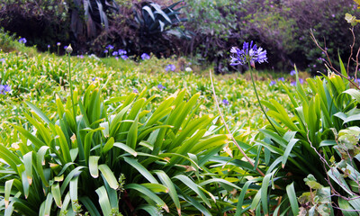 plants growing in farmer's gardens