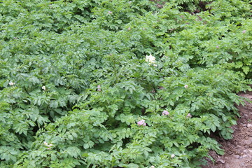 plants growing in farmer's gardens