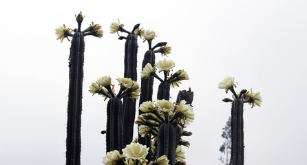 cactus flowers blooming in front of the haze