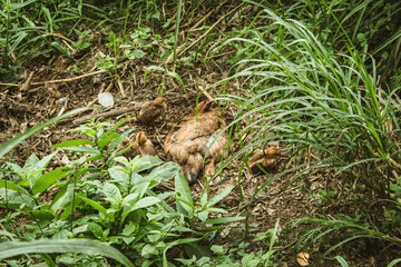 mother hen and her chicks frolic in nature's grass