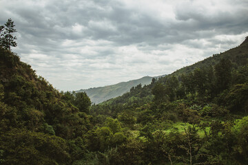 panoramic view of green trees in nature