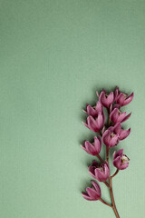 Cymbidium flower on green background. top view, copy space