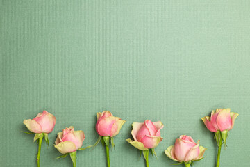 Pink rose flowers on green background. flat lay, top view, copy space