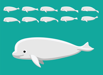 Animal Animation Beluga Cartoon Vector Sequence Frame