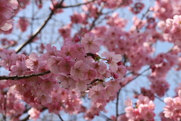 早春の日本の公園に咲く河津桜（早咲き桜）のピンクの花が青空に映える様子