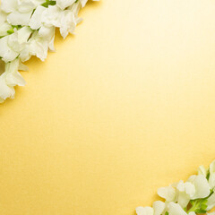 White snapdragon flowers on yellow background. flat lay, top view, copy space