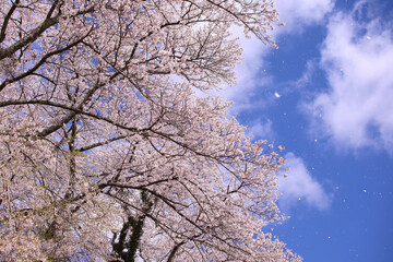 ソメイヨシノと桜吹雪