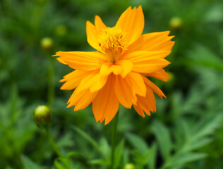 yellow flower in the garden