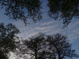 sunset in the forest