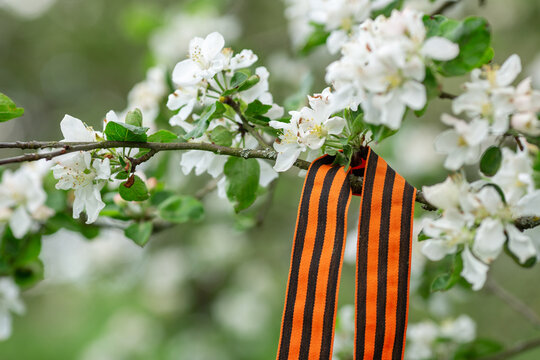 St. George's ribbon and white spring flowers. Symbol of Victory Day 1945. 9 May - Image