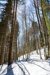 Obraz premium forest in winter