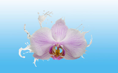 fiore di orchidea con effetto splash e sfondo azzurro