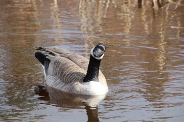 Obraz premium Goose Looking At Us, Gold Bar Park, Edmonton, Alberta