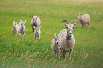 Obraz premium a herd of sheep standing on top of a lush green field