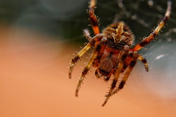 spider on a web