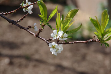 Close-up selective focus view of Golden Nectar Plum Blossoms