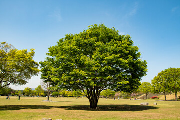 Fototapeta na wymiar 公園にある新緑の樹木
