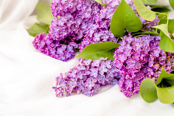 The branch of purple lilac on white fabric background