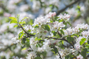 appletree blossom branch in the garden in spring
