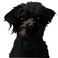 black schnauzer puppy