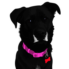 black dog portrait