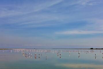 A large flock of flamingos is feeding on the lake. Birds with soft pink plumage, on long legs stand in the water with their beak down. A specular reflection of the sky on a smooth surface. Kenya