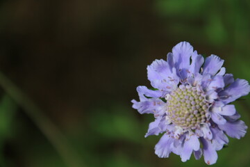 マツムシソウの花