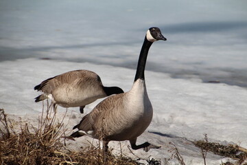 Geese Coming From Frozen Lake, William Hawrelak Park, Edmonton, Alberta
