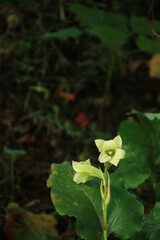 ウバユリの花と葉(8月)