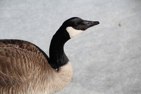 Close Up Of Goose, William Hawrelak Park, Edmonton, Alberta