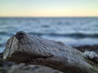Holzstrandgut am Meer  beim Sonnenaufgang