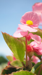 Begonia flowers and blue sky in Hokkaido Furano province of Japan. Flowers and sunny day in August which is summer season of Japan. low angle view. close up shot. Begonia in Hokkaido.