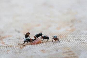 The flies are feeding on the rest of the food.