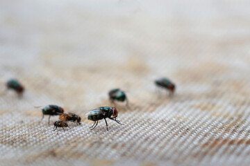 The flies are feeding on the rest of the food.