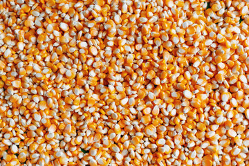 Corn kernels background image maize