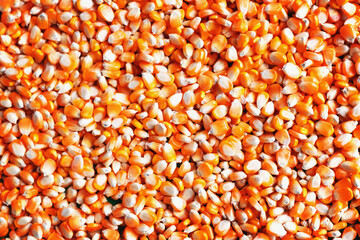 Corn kernels background image maize