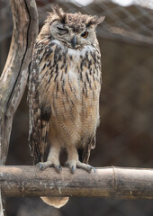 Eagle Owl Winking