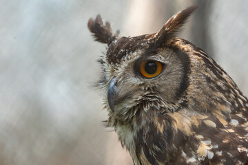 Eurasian Eagle Owl Portrait