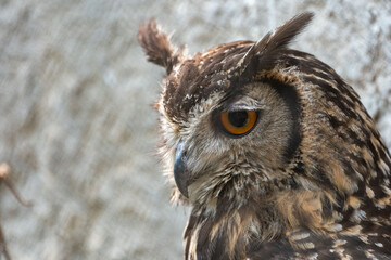 Eurasian Eagle Owl Portrait