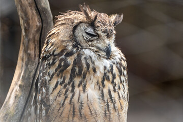 Eurasian Eagle Owl Sleeping