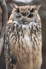 Eurasian Eagle Owl Winking